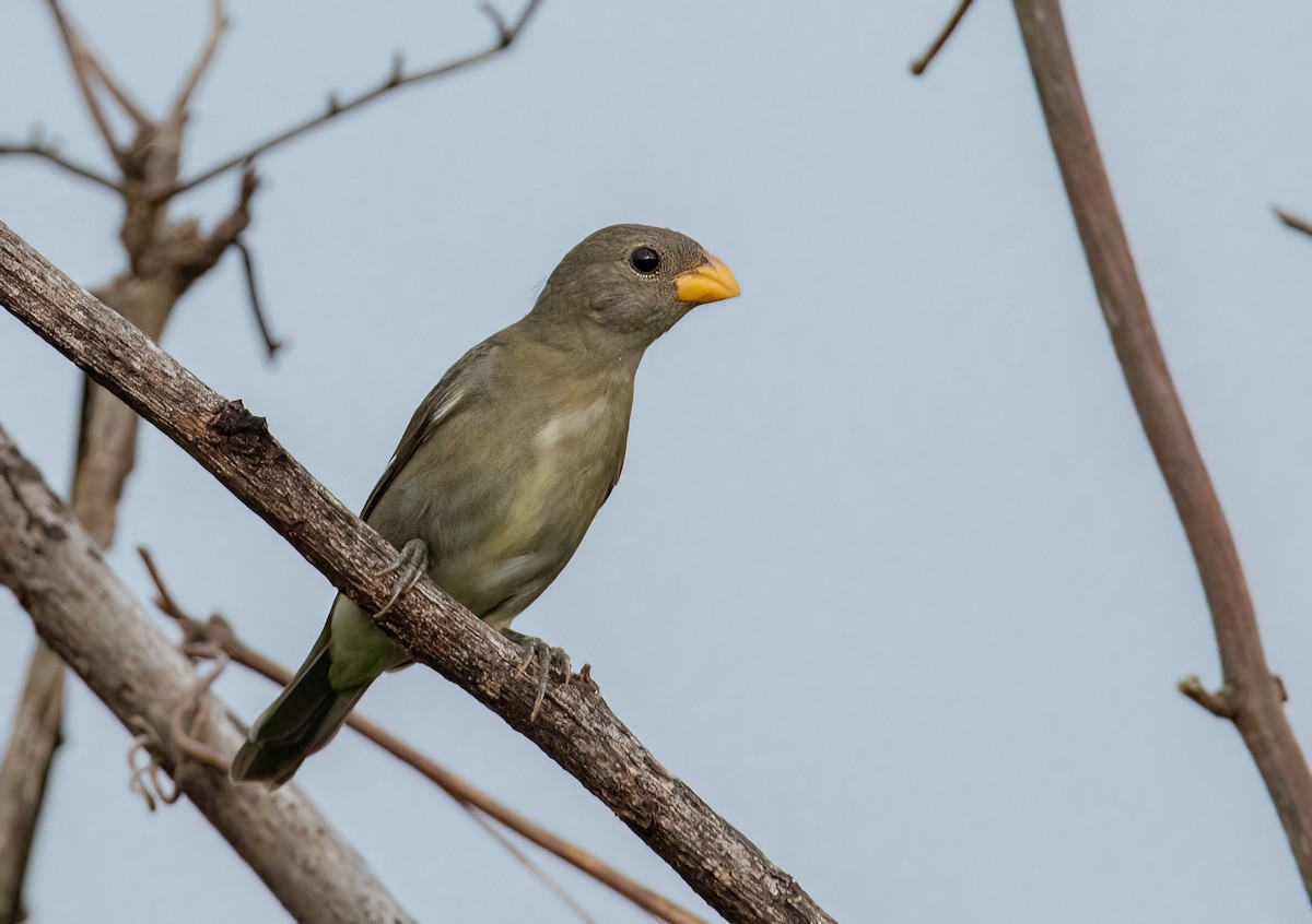 Semillero Pizarroso - ML539933561