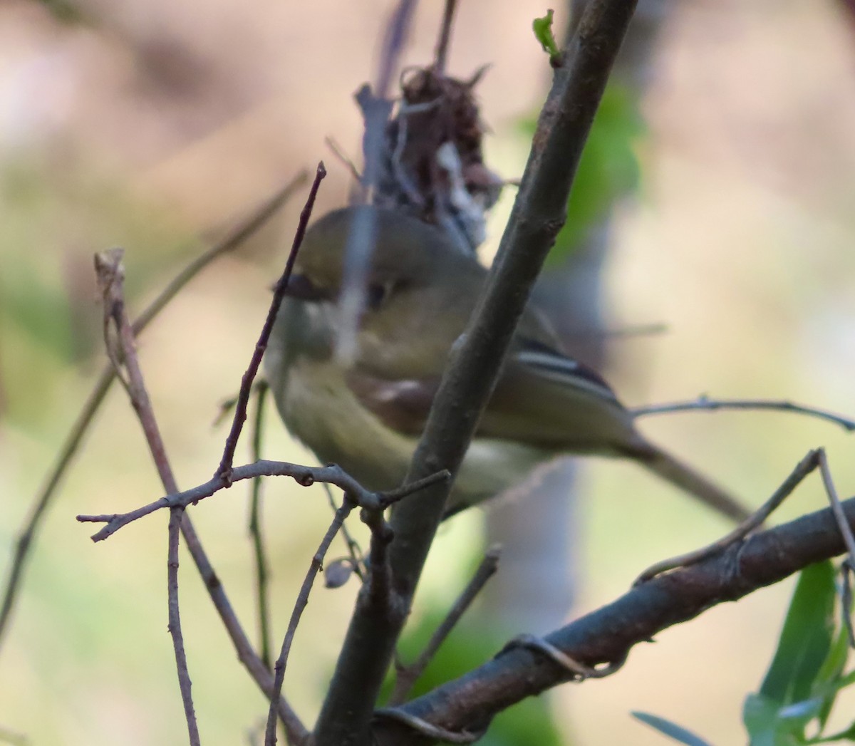 Hutton's Vireo - Brenton and Erica Munson