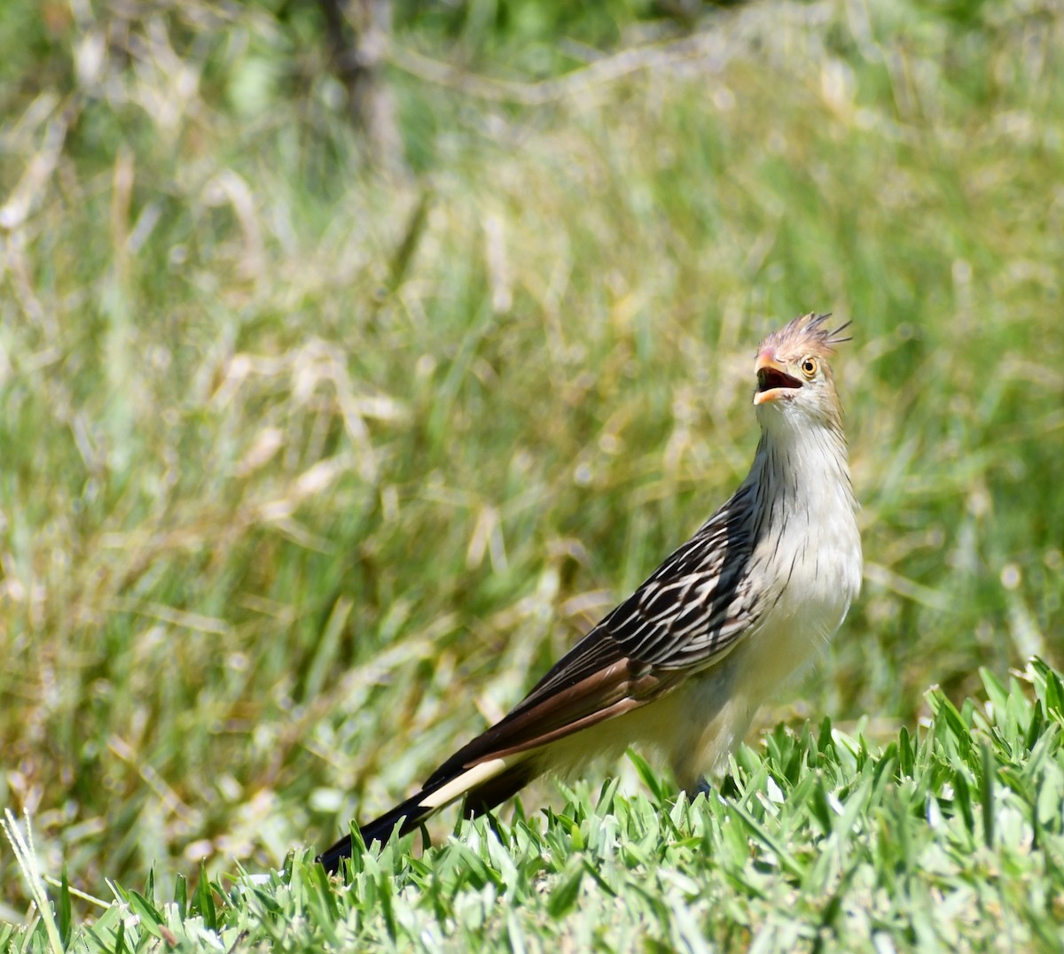 Guira Cuckoo - ML539933941