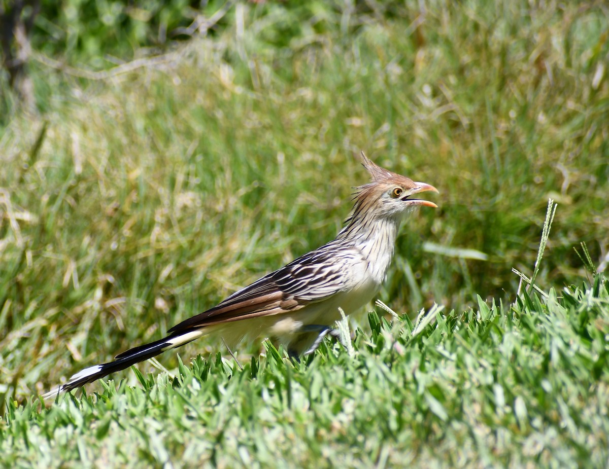 Guira Cuckoo - ML539933951