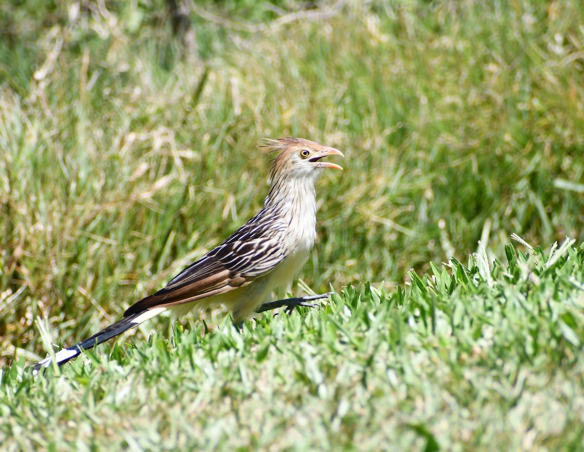 Guira Cuckoo - ML539933961