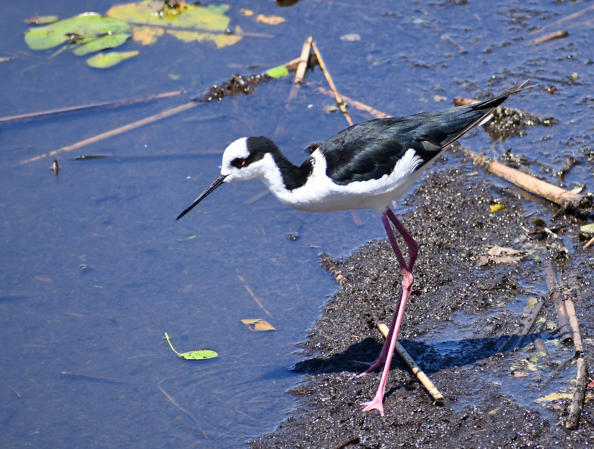 Black-necked Stilt - ML539934181