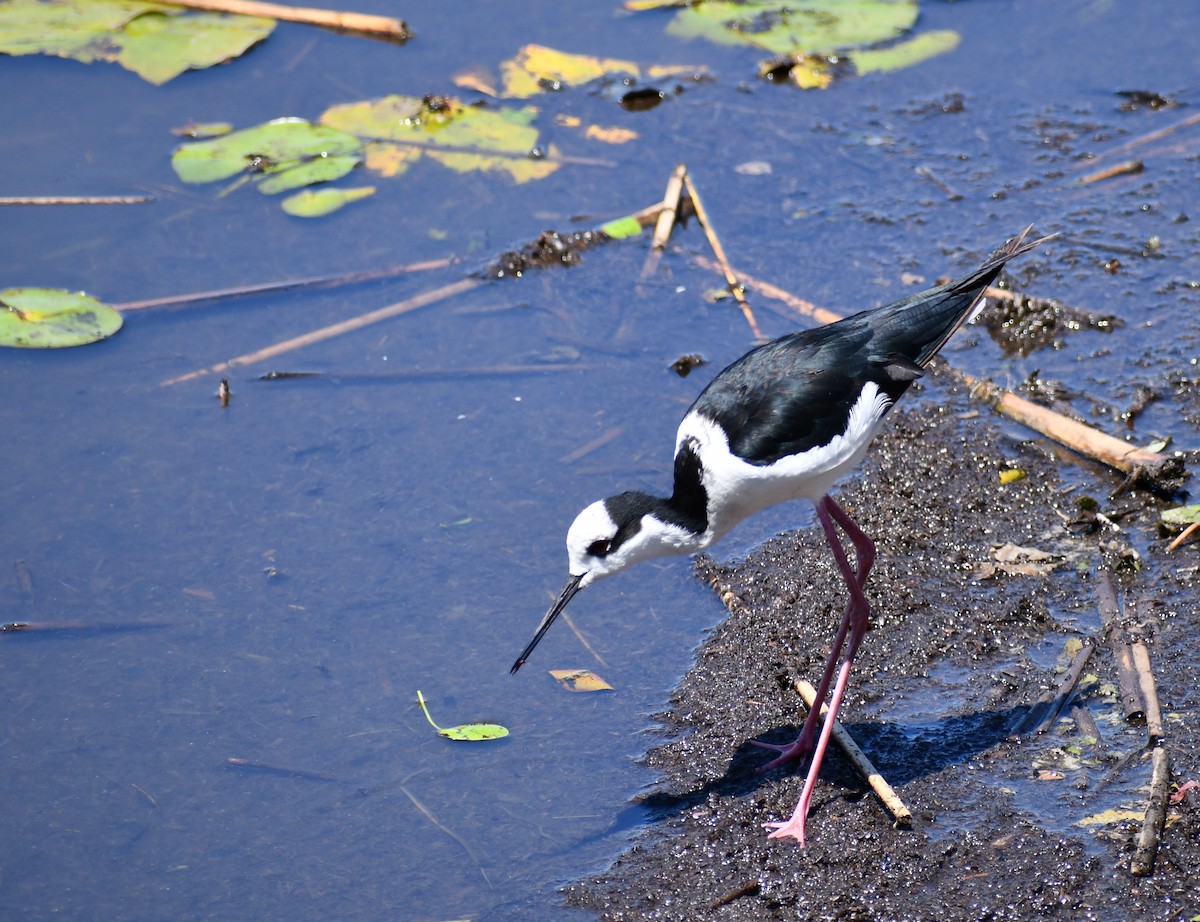 Black-necked Stilt - ML539934201