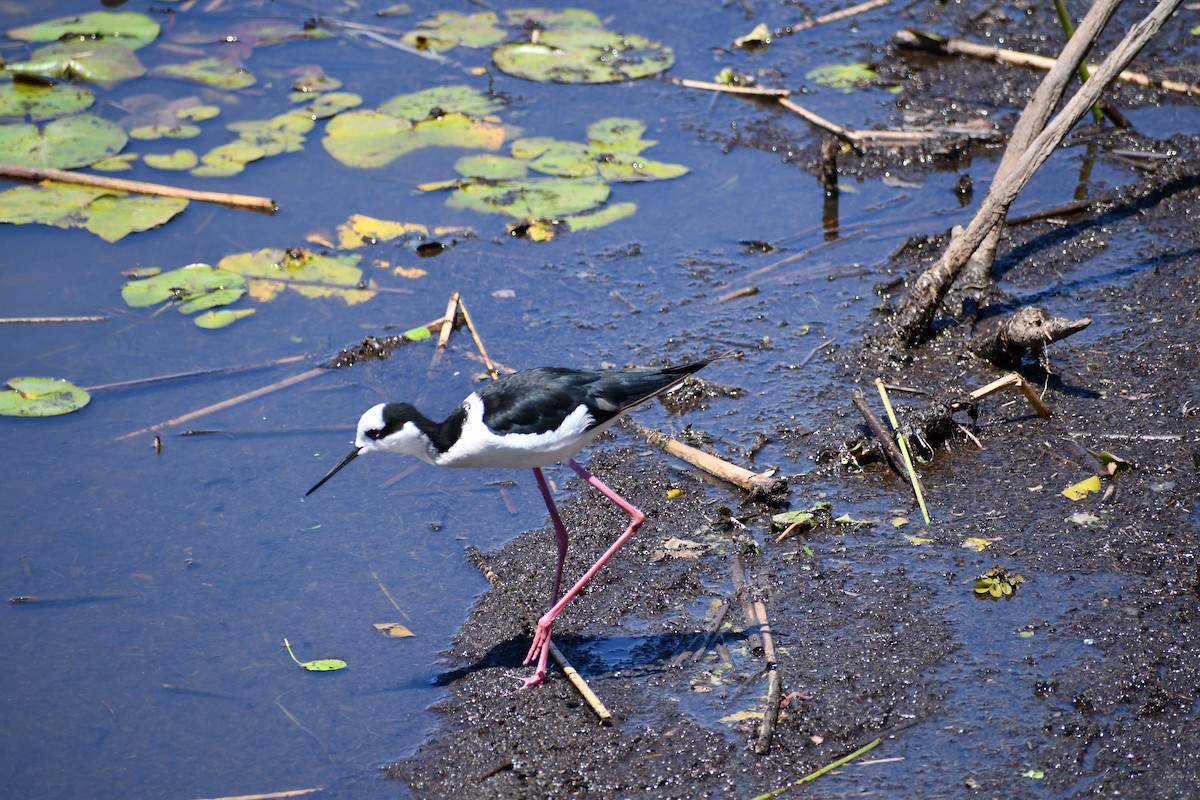 Black-necked Stilt - ML539934211