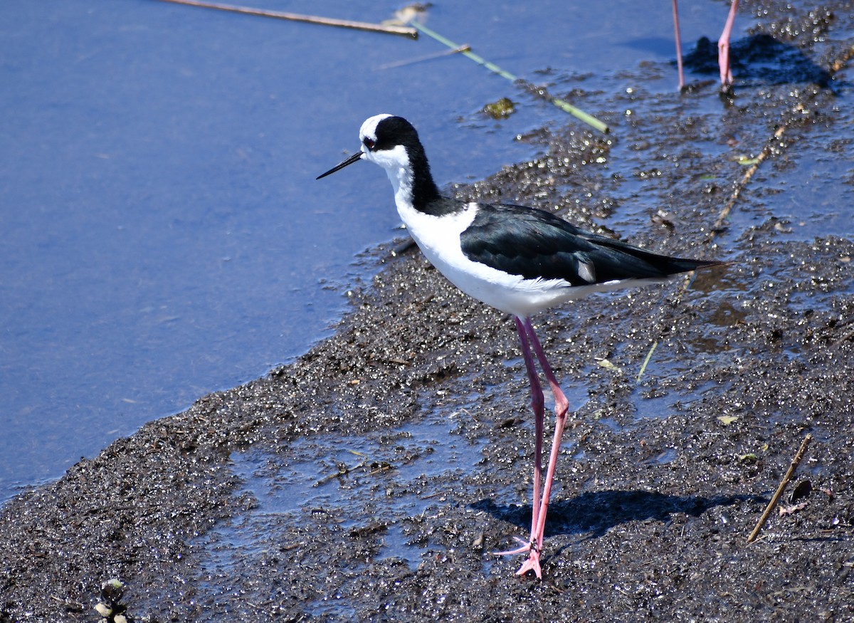 Black-necked Stilt - ML539934251