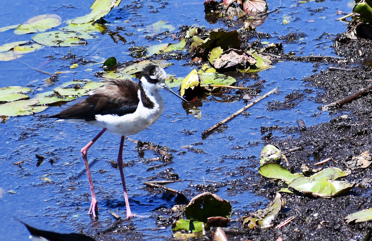 Black-necked Stilt - ML539934311