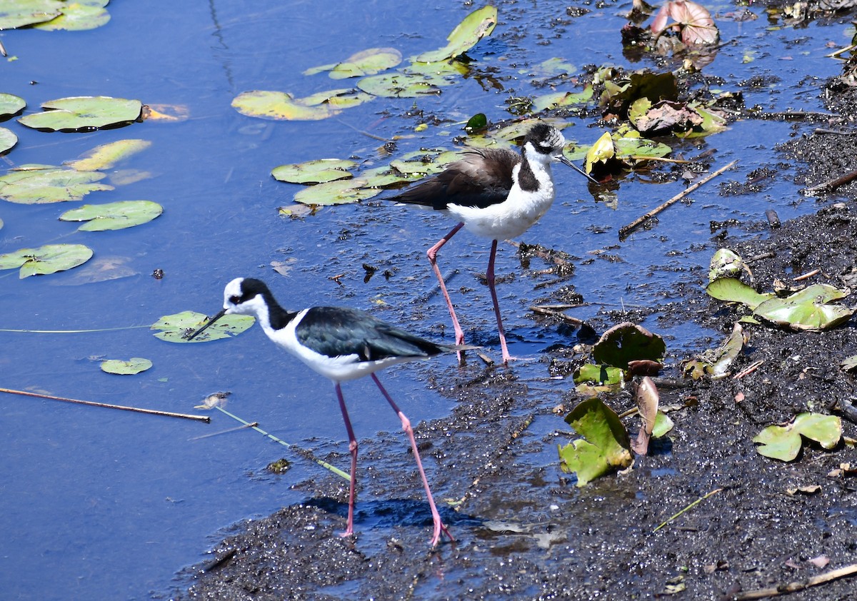 Black-necked Stilt - ML539934321