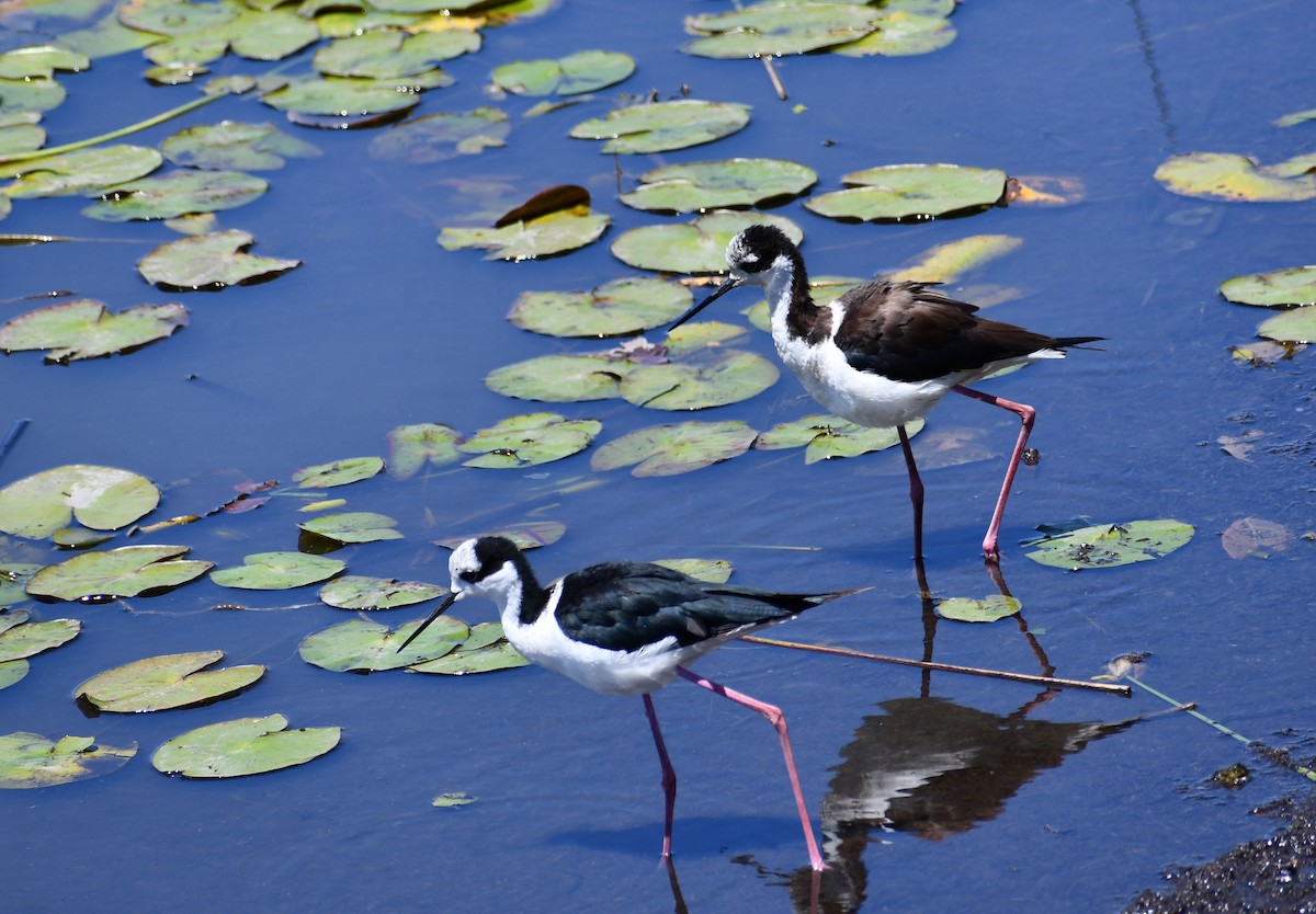 Black-necked Stilt - ML539934341