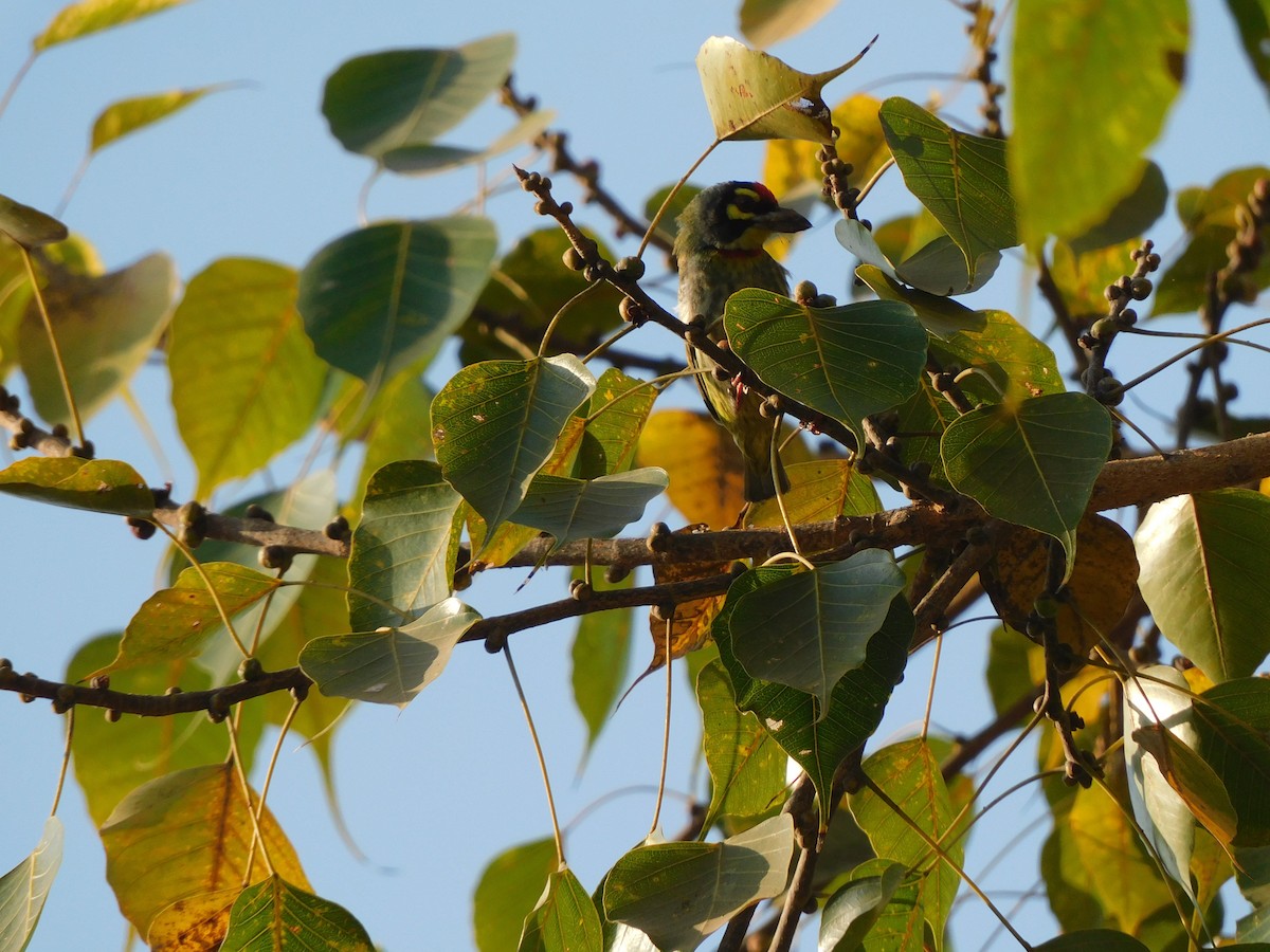 Coppersmith Barbet - Shilpa Gadgil