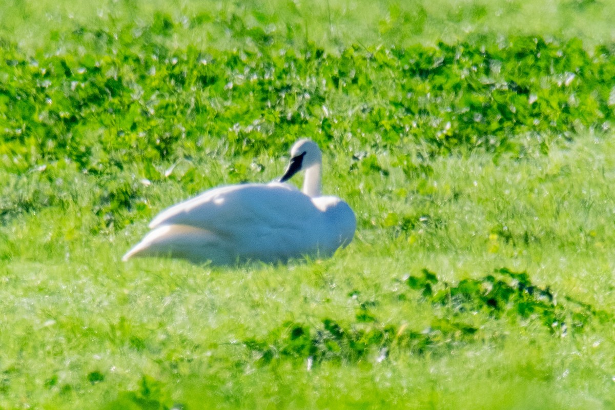 Trumpeter Swan - Bob Hasenick