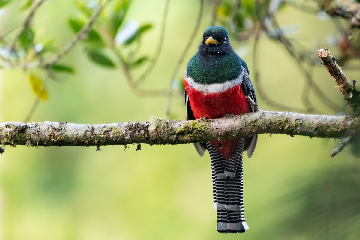 Collared Trogon - ML539935811