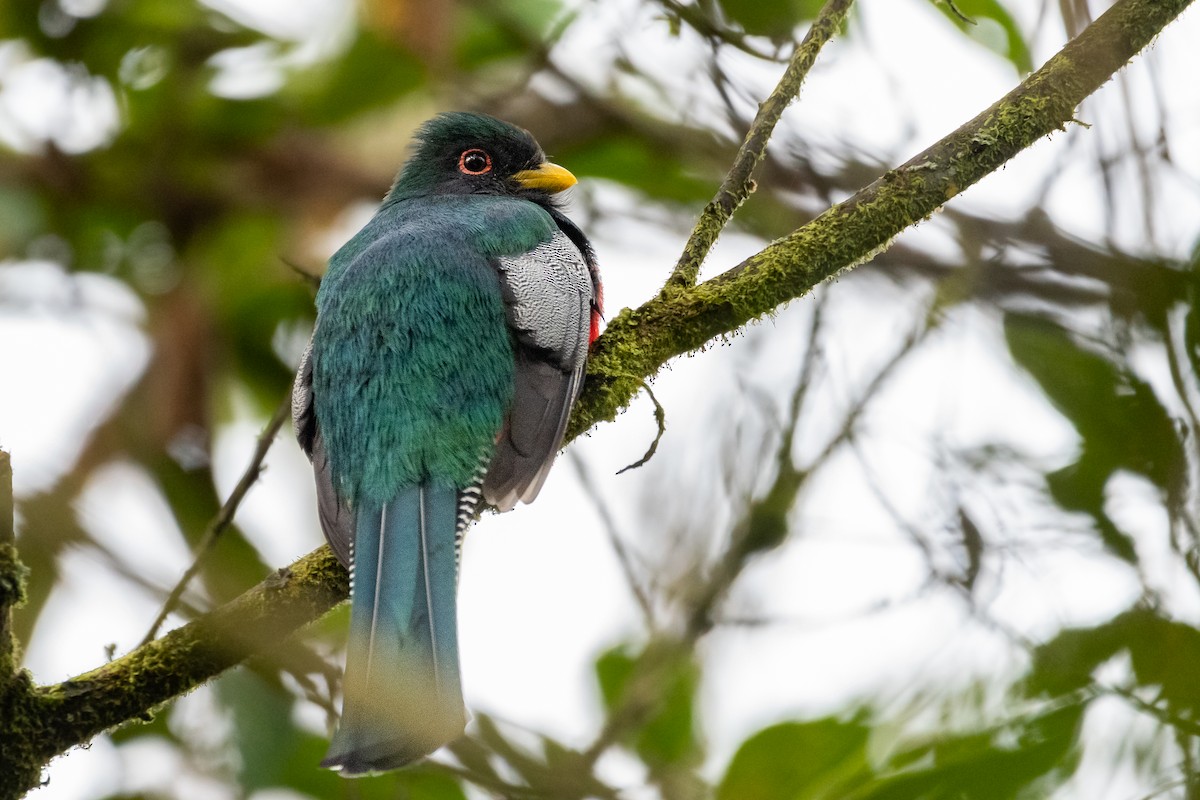 Collared Trogon - ML539935821