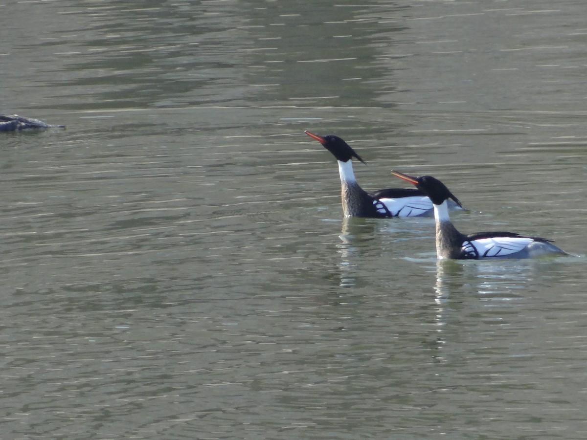 Red-breasted Merganser - ML539935931