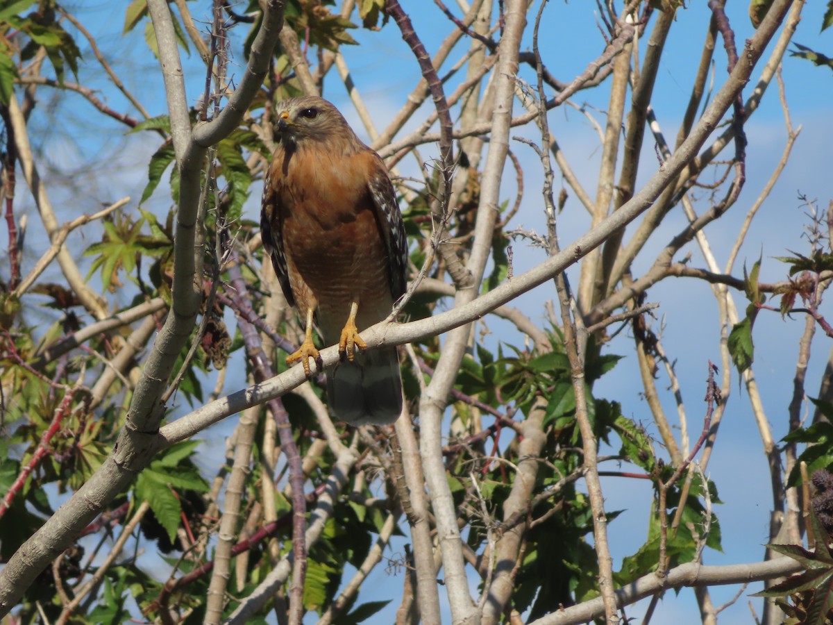 Red-shouldered Hawk - ML539936581