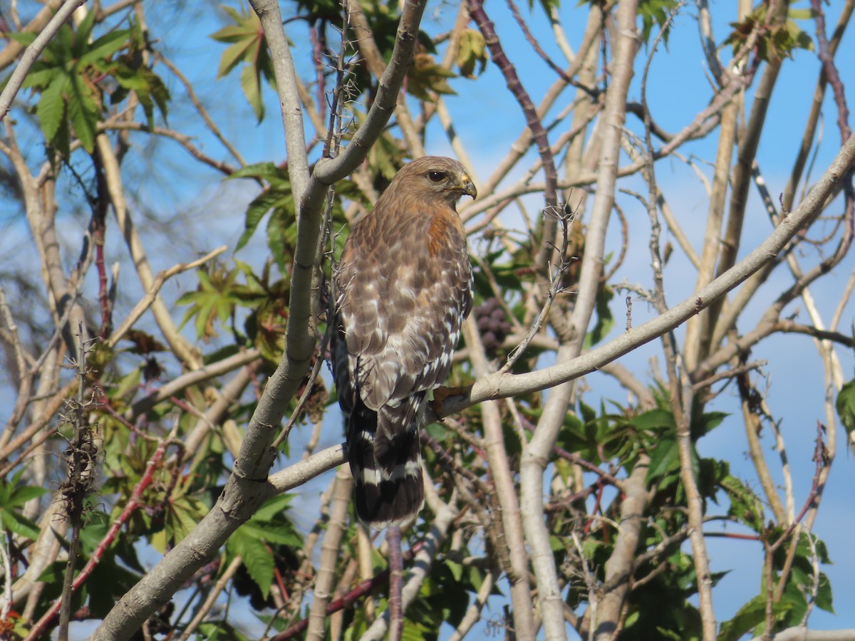 Red-shouldered Hawk - Brenton and Erica Munson