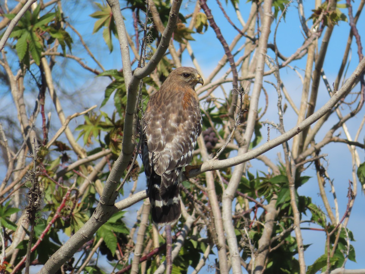 Red-shouldered Hawk - ML539936921