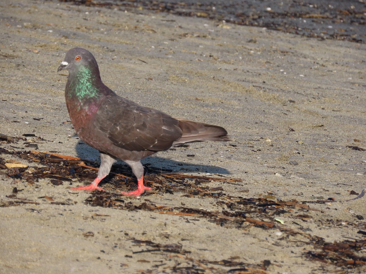 Rock Pigeon (Feral Pigeon) - ML539938751