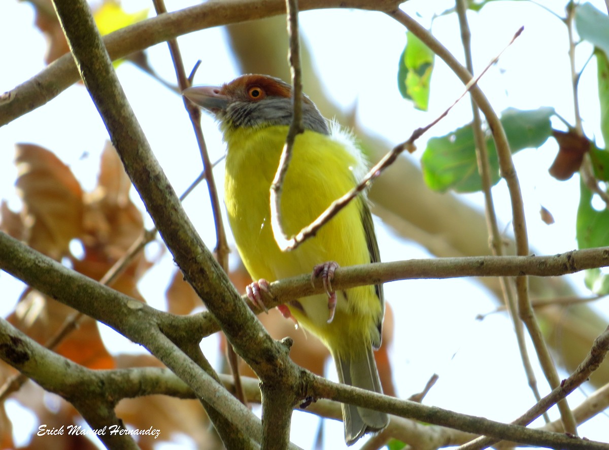 Rufous-browed Peppershrike - ML53993921