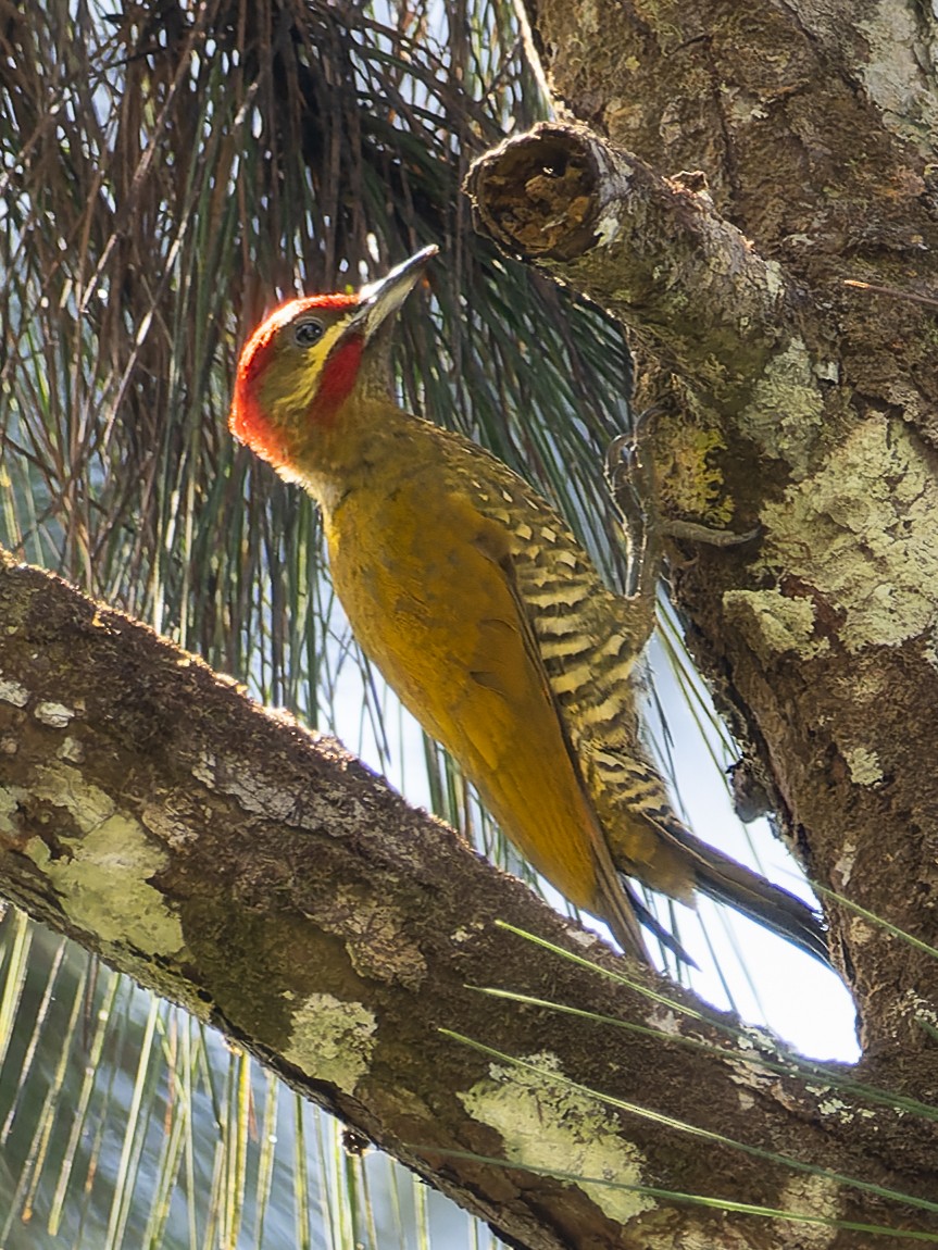 Stripe-cheeked Woodpecker - ML539939261