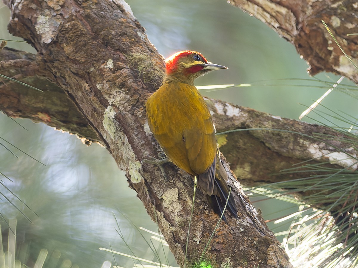 Stripe-cheeked Woodpecker - ML539939271