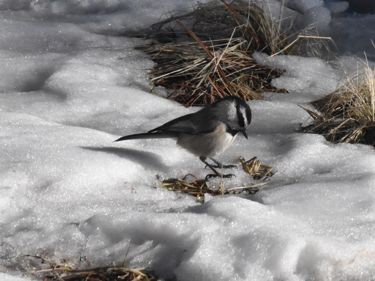 Mountain Chickadee - ML539941321