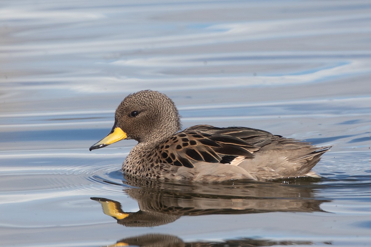 Yellow-billed Teal - ML539942681