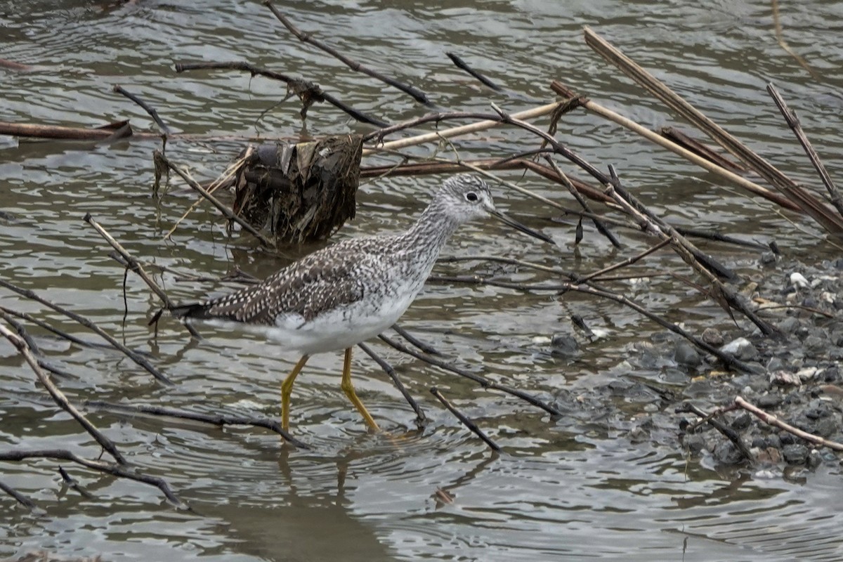 Greater Yellowlegs - ML539943351