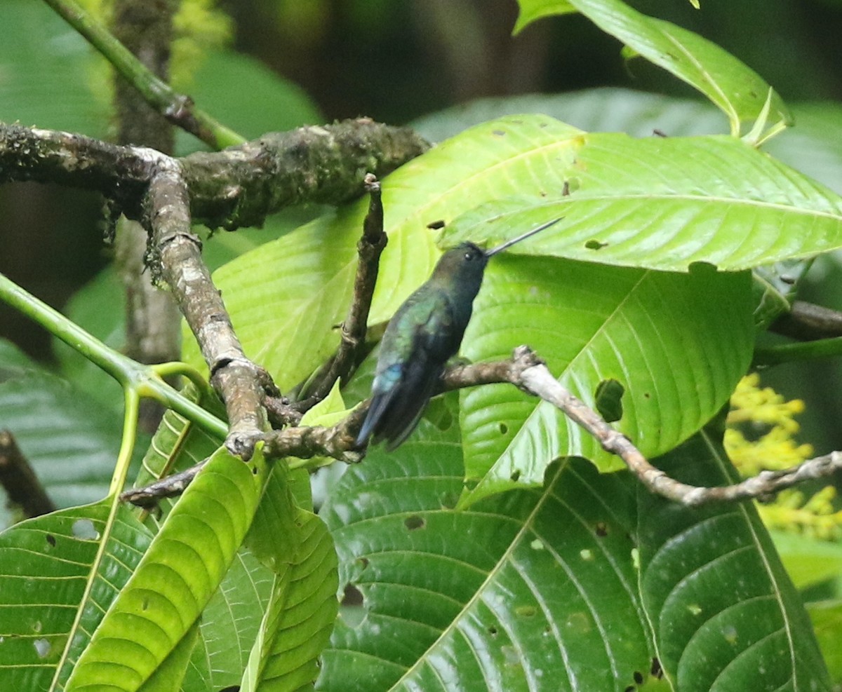 Green-fronted Lancebill - ML539943731