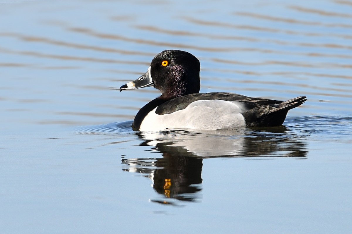 Ring-necked Duck - Mary Fredenburgh