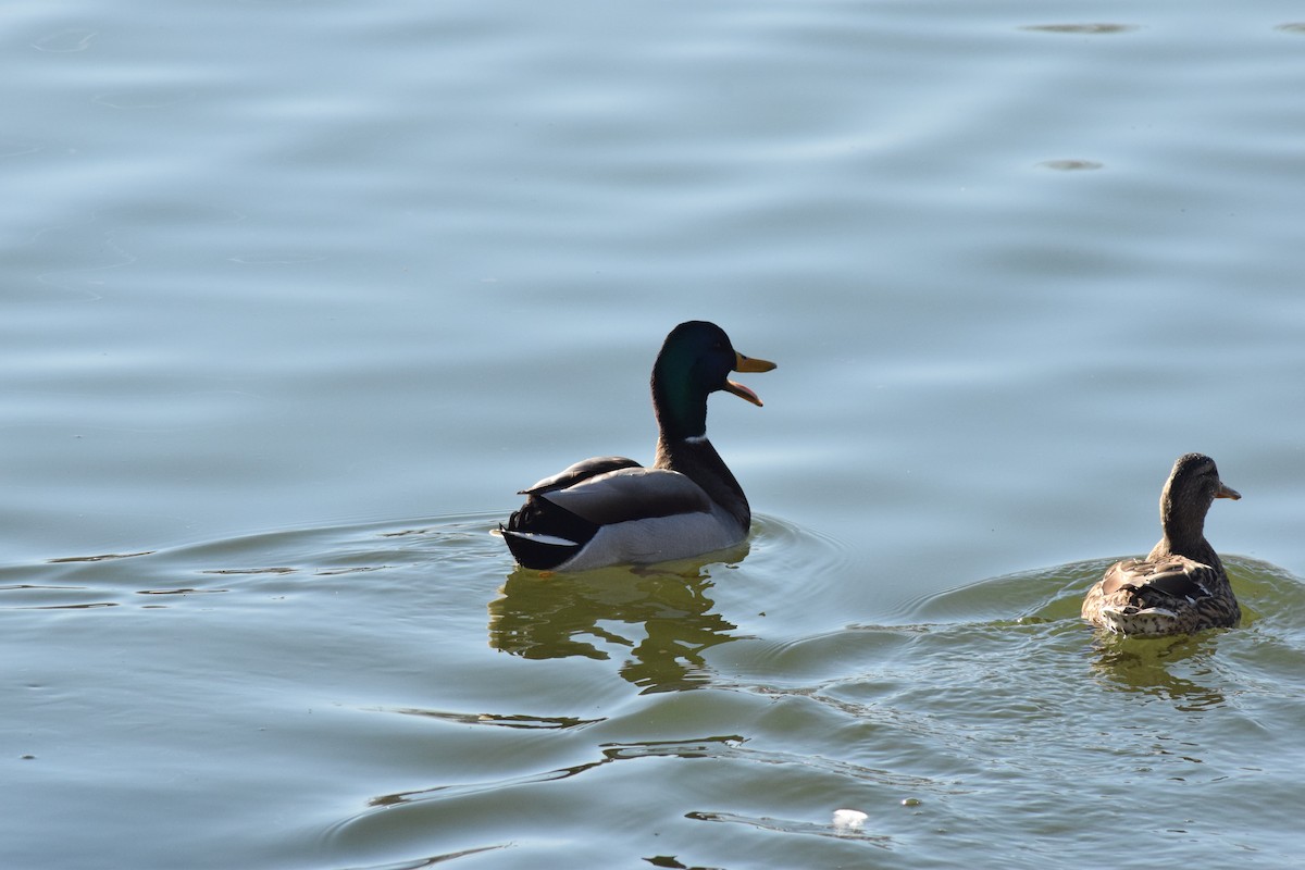 Mallard - Rubén Blázquez Comisaña