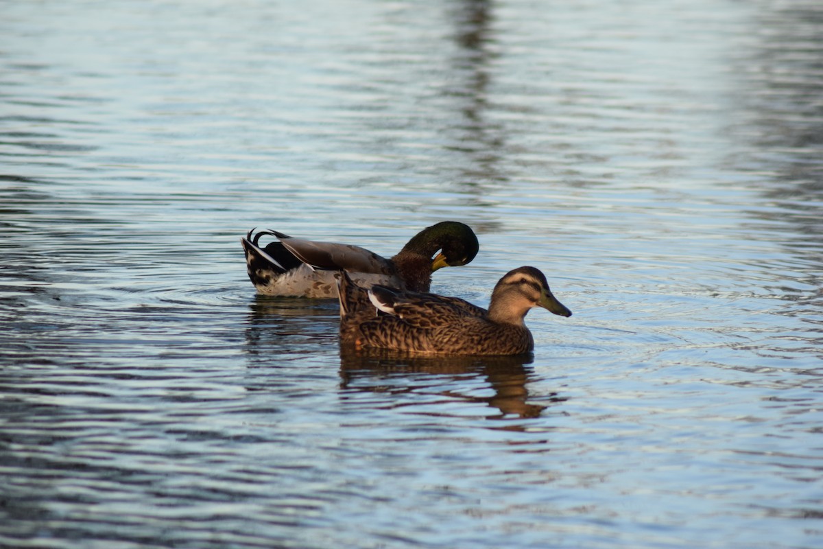 Mallard - Rubén Blázquez Comisaña