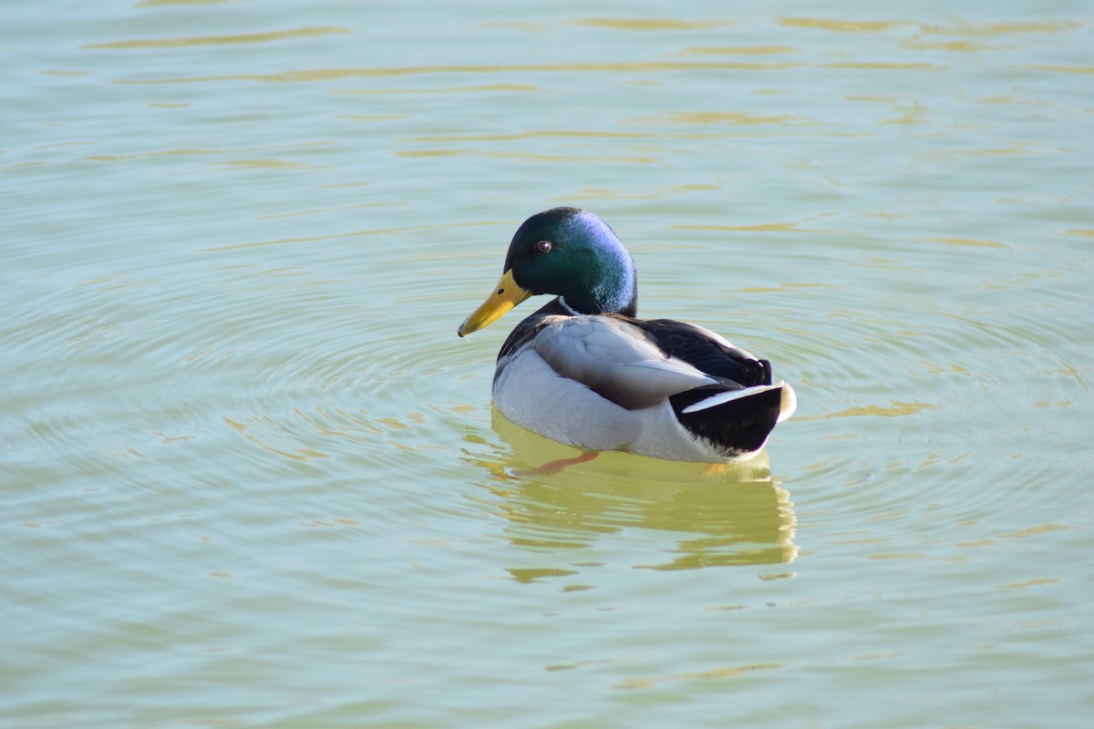 Mallard - Rubén Blázquez Comisaña