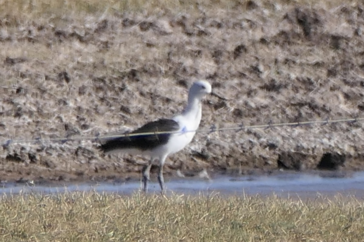 Avocette des Andes - ML539947301