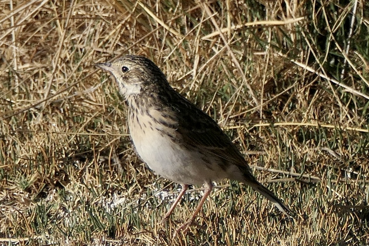 Puna Pipit - Peter Kaestner