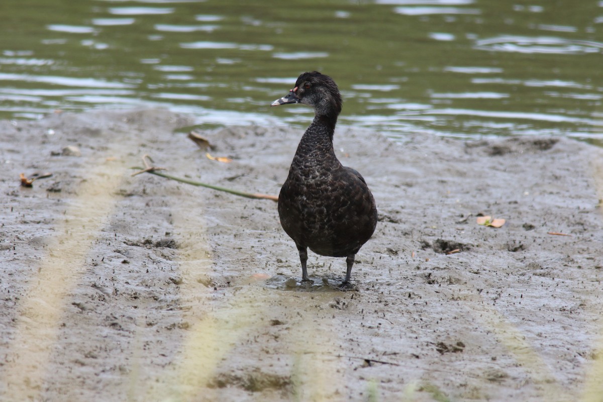 Muscovy Duck - ML539947731