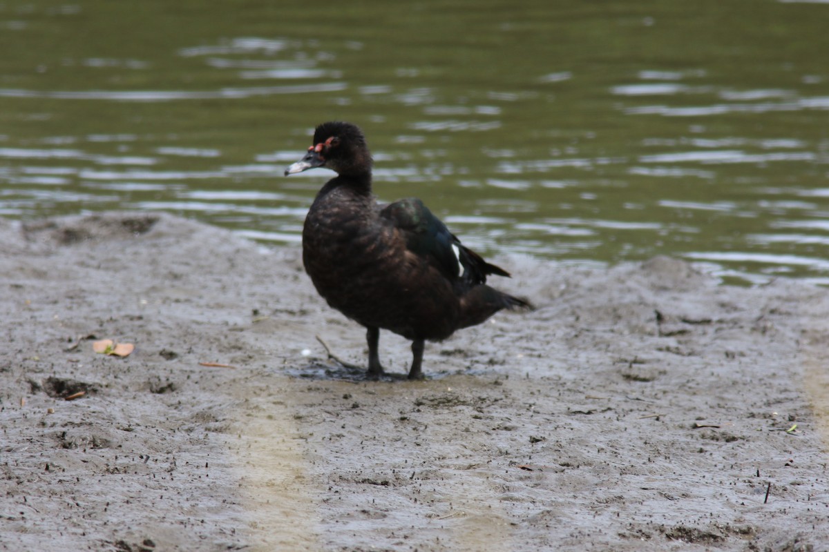 Muscovy Duck - ML539947741