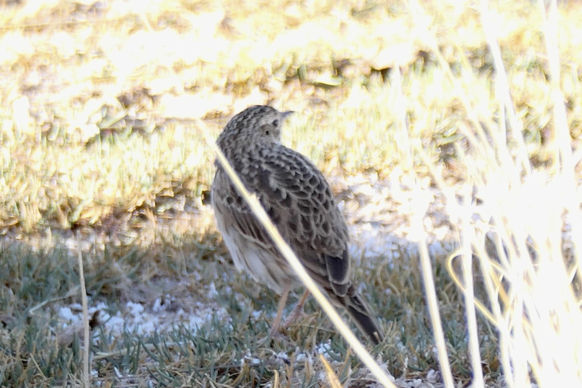 Puna Pipit - Peter Kaestner