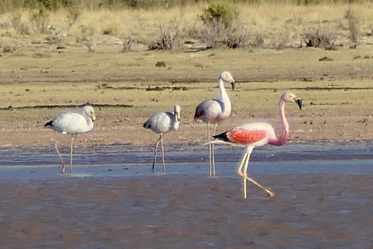 Andean Flamingo - Peter Kaestner