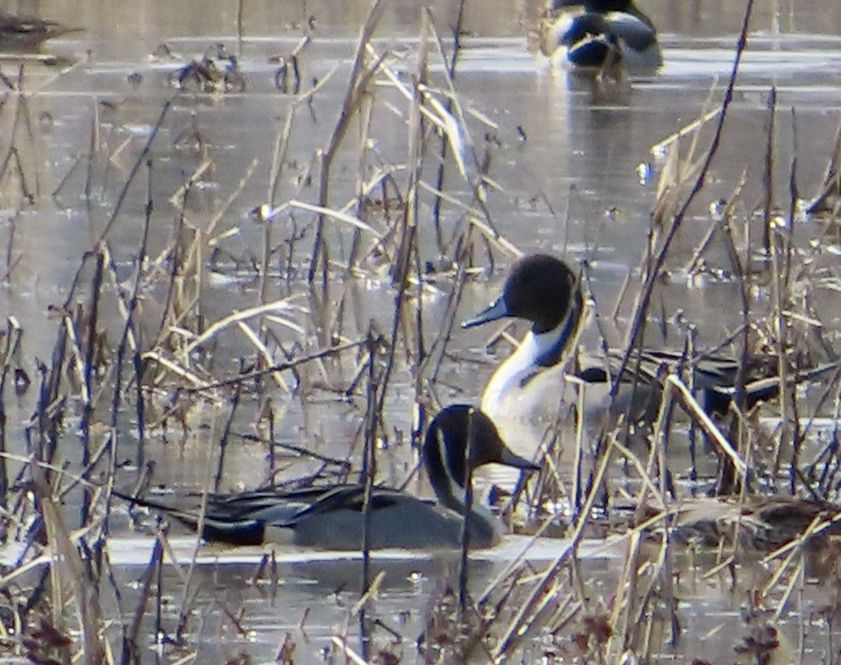 Northern Pintail - ML539948181