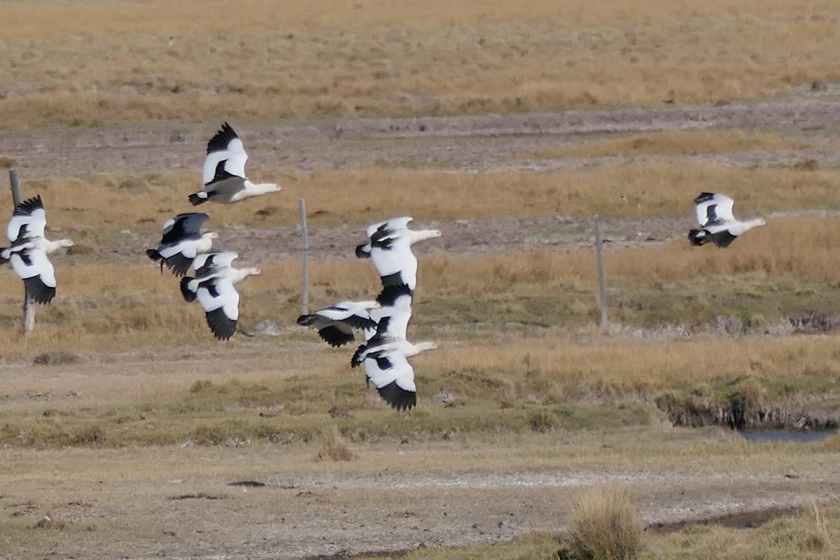 Andean Goose - Peter Kaestner