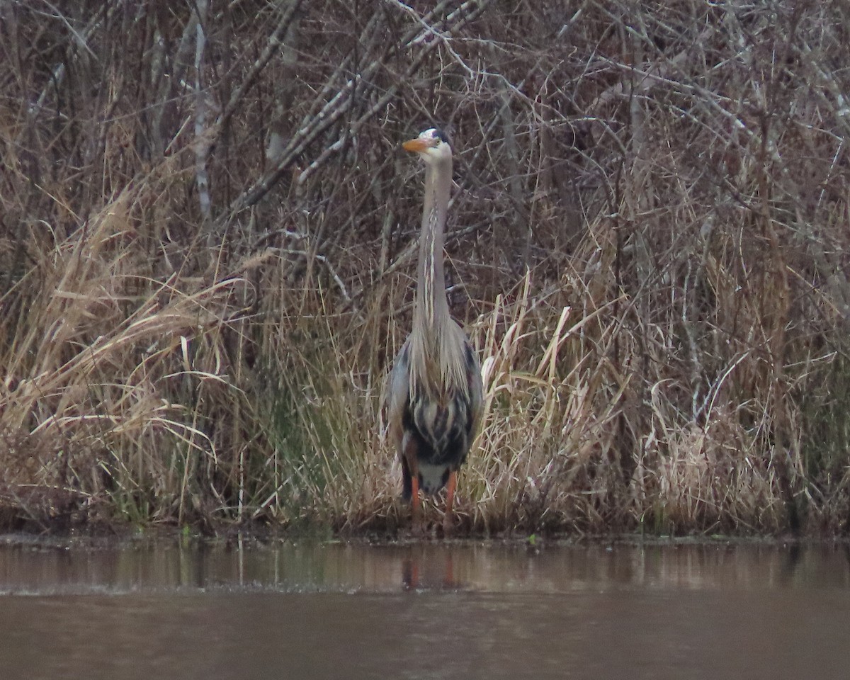 Great Blue Heron - ML539950941