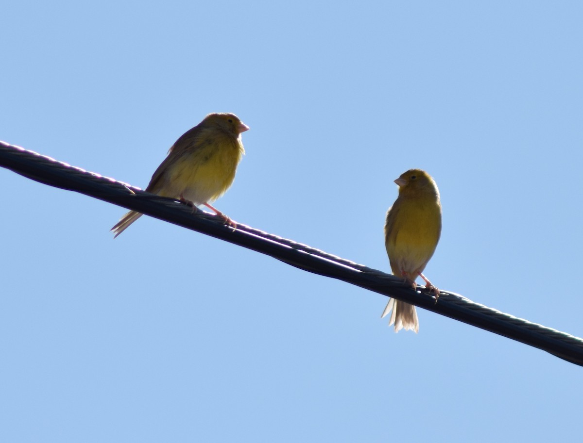 Serin des Canaries (forme domestique) - ML539952281