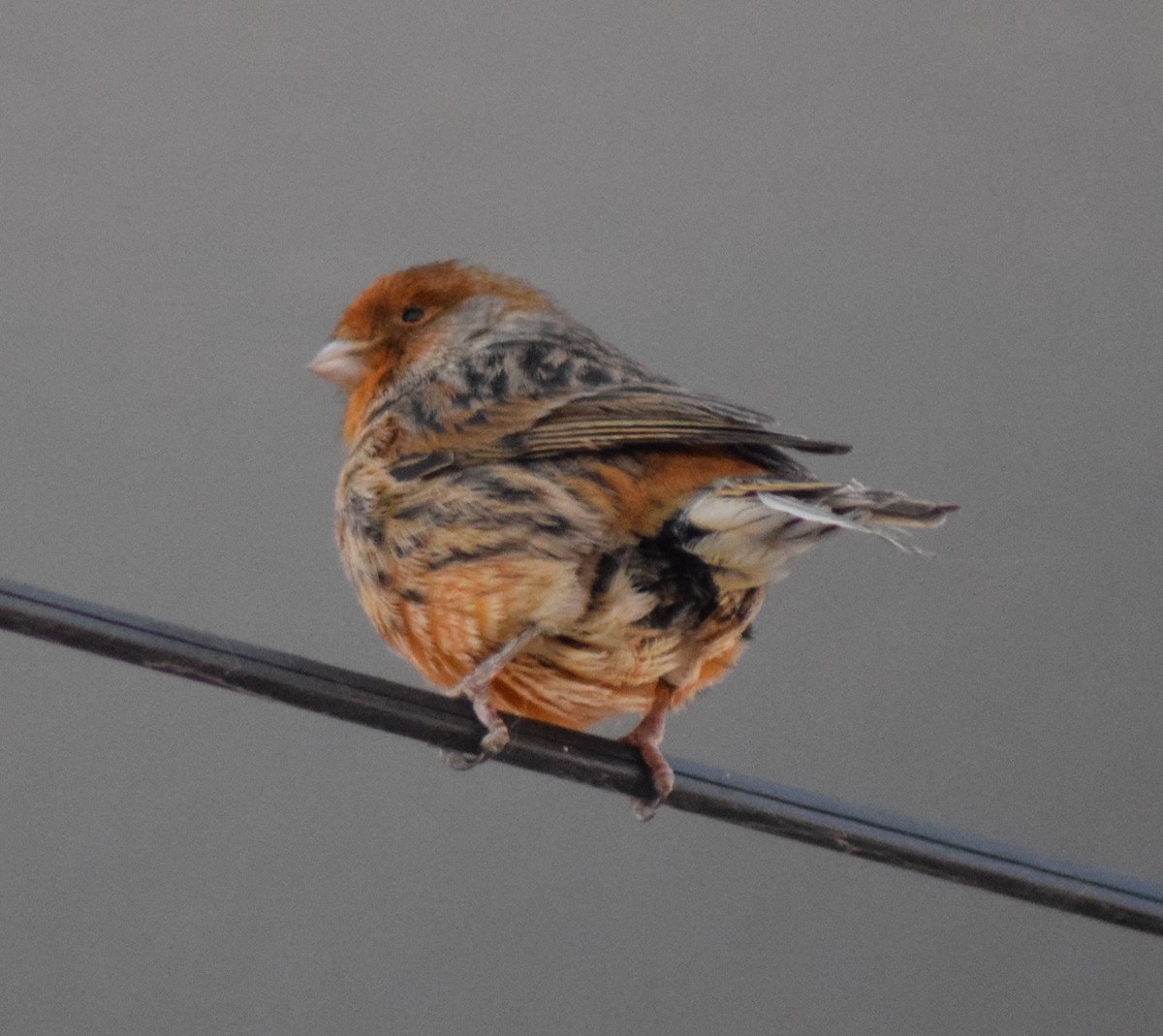 Island Canary (Domestic type) - ML539952301