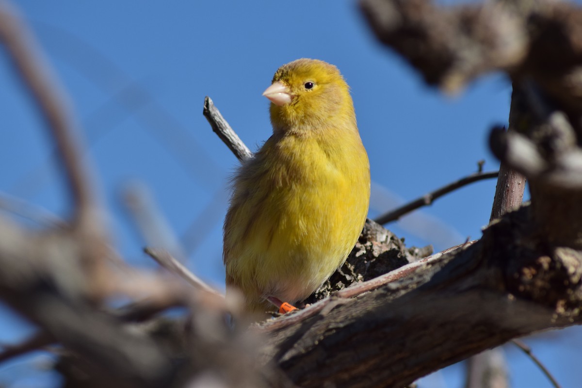 Serin des Canaries (forme domestique) - ML539952481