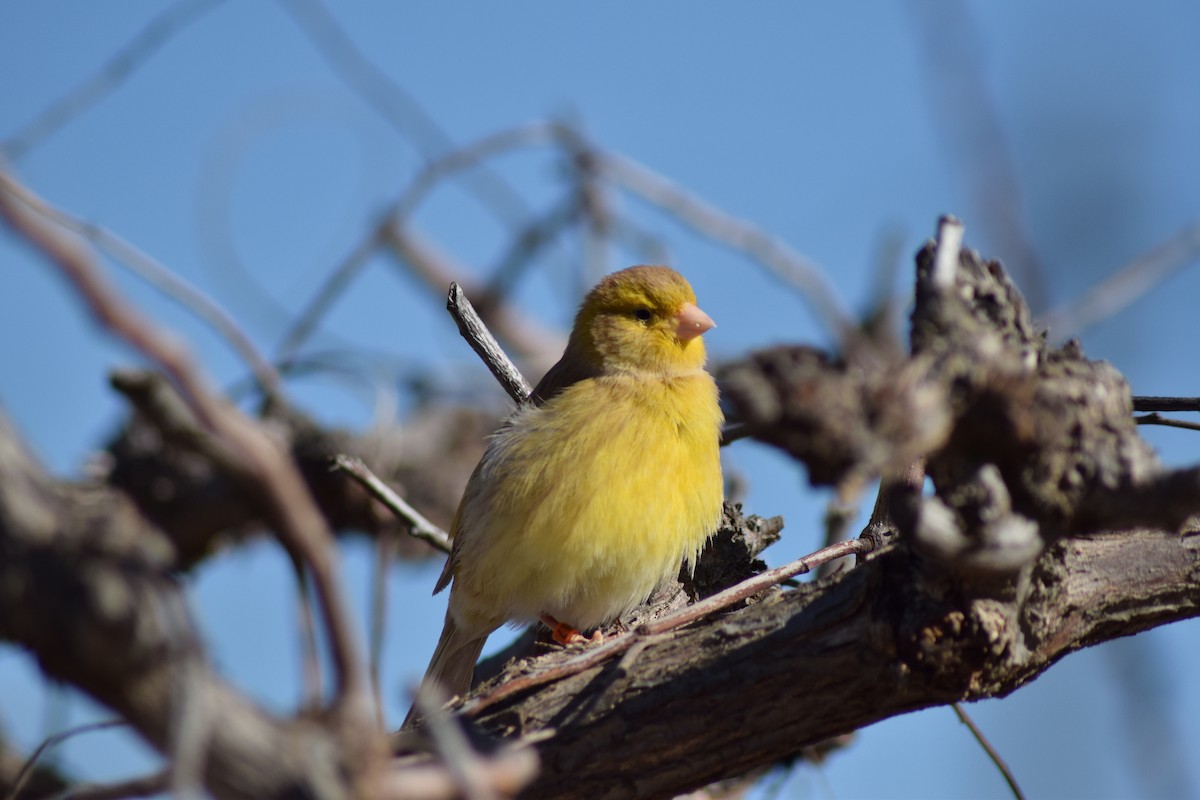 Serin des Canaries (forme domestique) - ML539952501