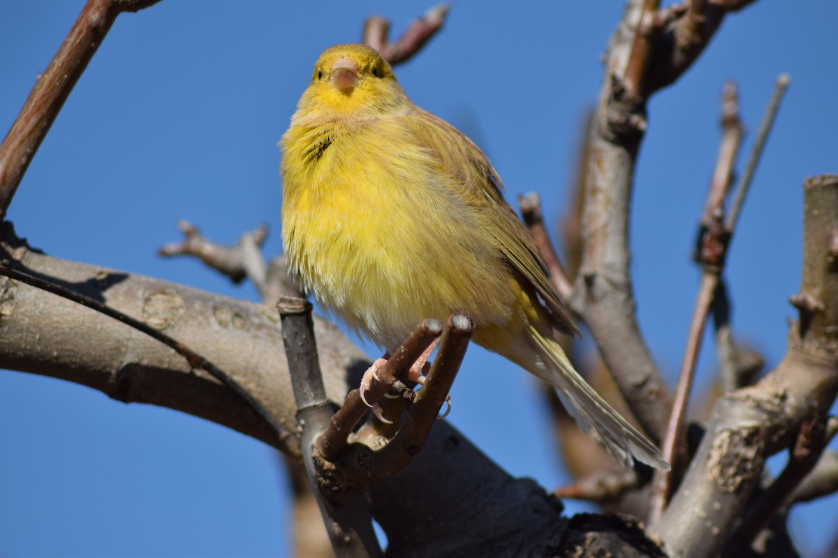 Island Canary (Domestic type) - ML539952511