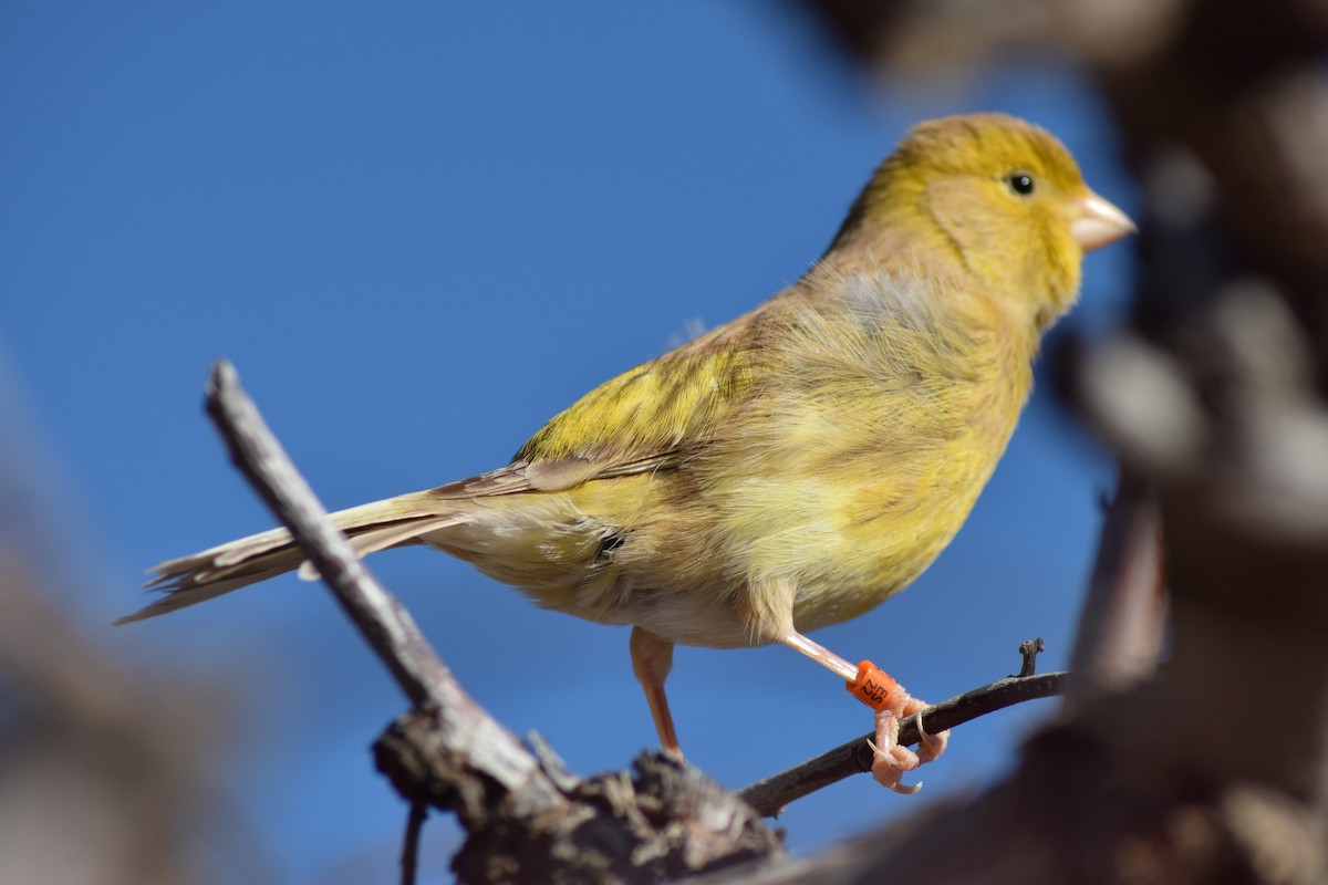 Island Canary (Domestic type) - ML539952521