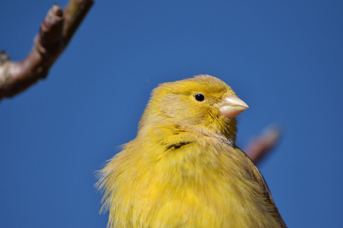 Island Canary (Domestic type) - ML539952541