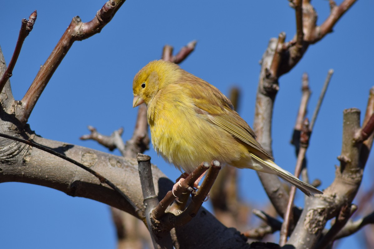 Serin des Canaries (forme domestique) - ML539952561