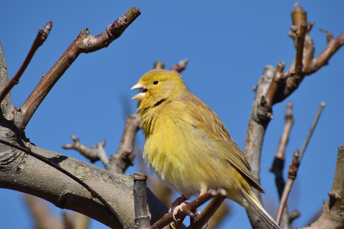 Island Canary (Domestic type) - ML539952591